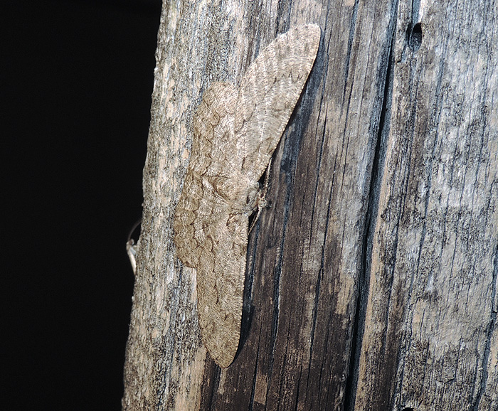 Hypomecis punctinalis Geometridae